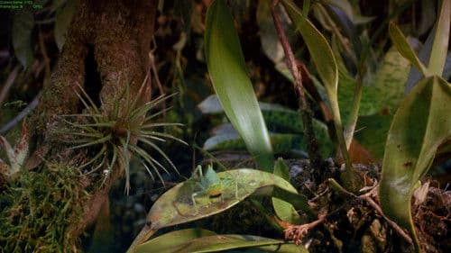 Tropical Rainforest Bild 4