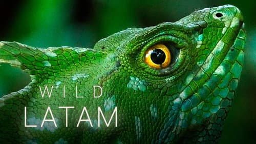 Wild Latam Bild 1