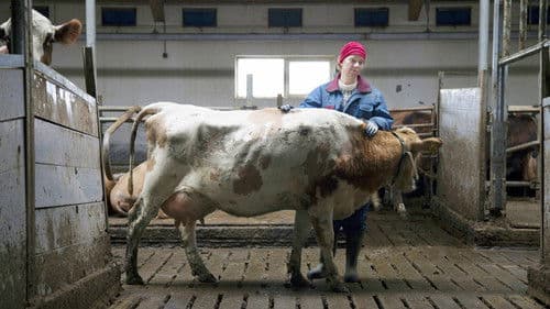 Milchkrieg in Dalsmynni Bild 3