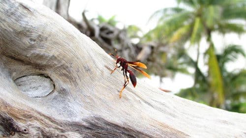 Micro Monsters with David Attenborough Bild 3