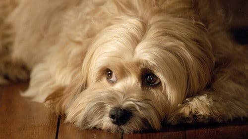 Benji in Gefahr Bild 1