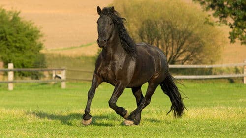 Black Beauty Bild 1