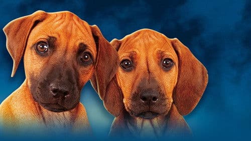 Where The Red Fern Grows Part 2 Bild 2