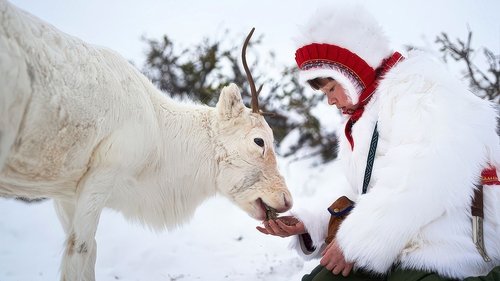 Das Leuchten der Rentiere Bild 1