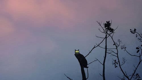 Rengeteg - mindenhol látlak Bild 5