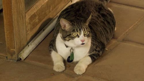 A Talking Cat!?! Bild 1