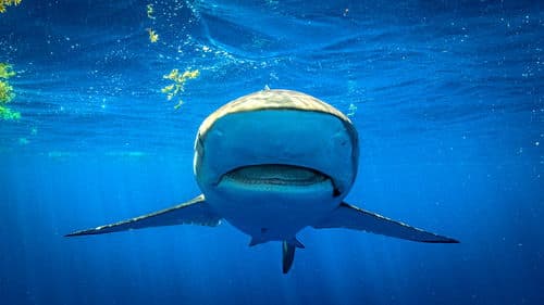 Superkräfte der Haie Bild 8