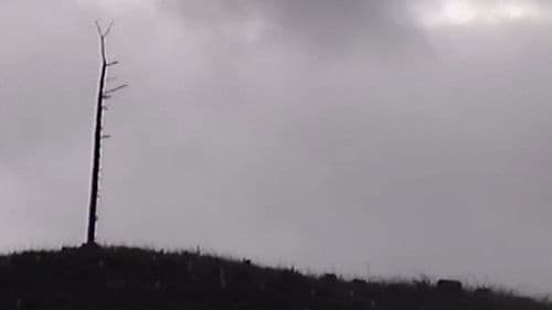 Quiet Remains Bild 1