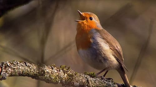 Frühlingswelten Bild 1