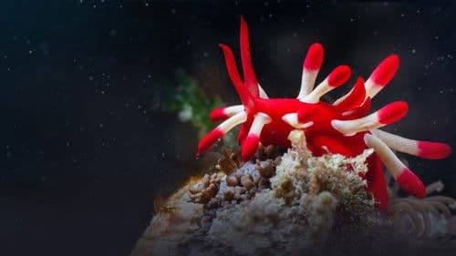 Tierische Freaks der Ozeane Bild 4