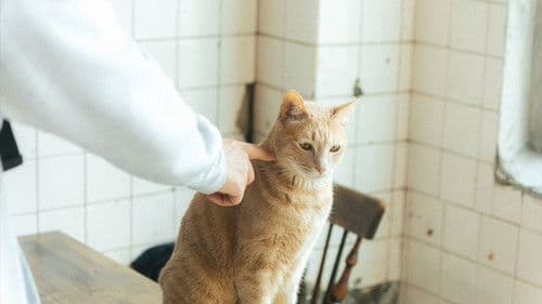 구름이하는말 Bild 1