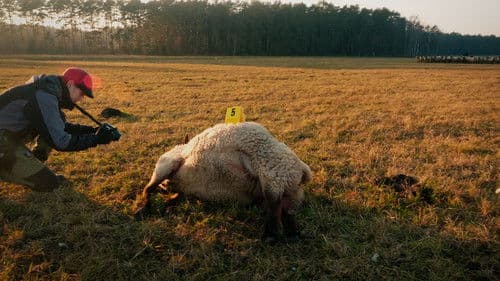 Im Land der Wölfe Bild 6