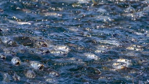 The Biggest Little Fish You've Never Seen Bild 1