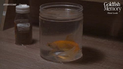 Goldfish Memory Bild 1