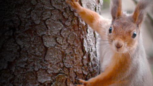 Wildes Skandinavien Bild 4