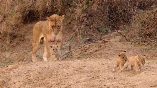 Afrikas Jäger Bild 3