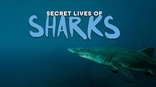 The Secret Lives of Sharks Bild 1