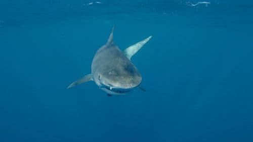 Sharkwater: Die Ausrottung Bild 4