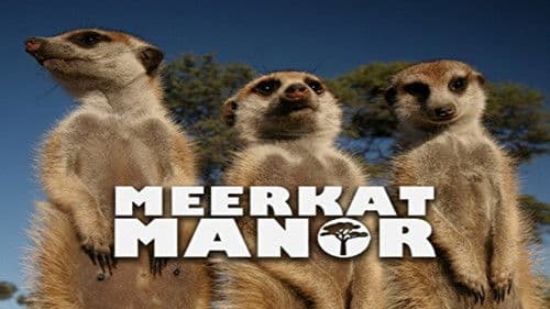 Meerkat Manor Bild 1