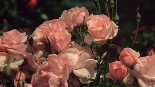 Die Sünde des Abbé Mouret Bild 3