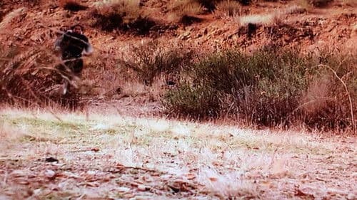 Hollywood Safari Bild 1