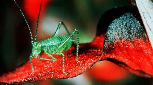 Mikrokosmos - Das Volk der Gräser Bild 5