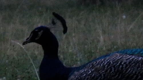 Les oiseaux de l'Est Bild 6