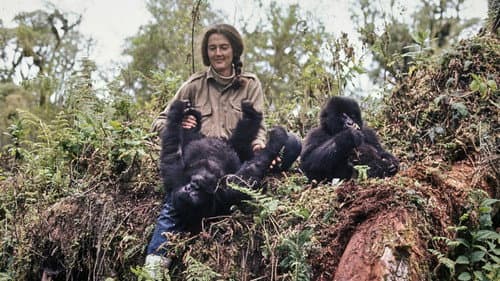 Dian Fossey: Ihr Leben für die Gorillas Bild 1