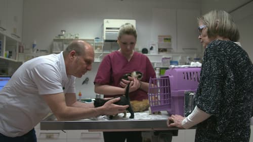 Wilde Miezen - Katzen allein unterwegs Bild 1