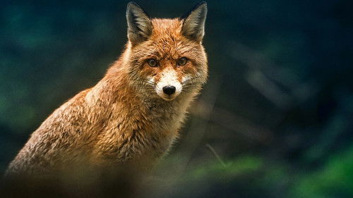 Vilde vidunderlige dyr Bild 1