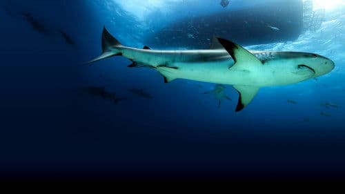 Saved From a Shark Bild 5