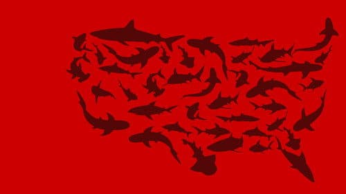 United Sharks of America Bild 2