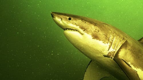 Die Rückkehr der Weißen Haie Bild 6