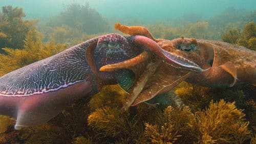 Die faszinierende Welt der Kopffüßer Bild 3