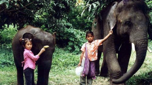 ช้างเพื่อนแก้ว Bild 1