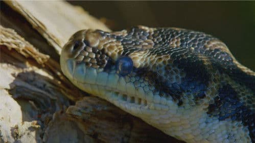 Australiens Schlangen-Insel Bild 6