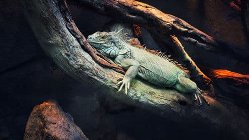 72 Dangerous Animals: Latin America Bild 1