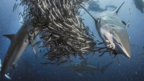 Die Welt der Haie Bild 4