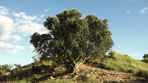 Les distàncies Bild 1