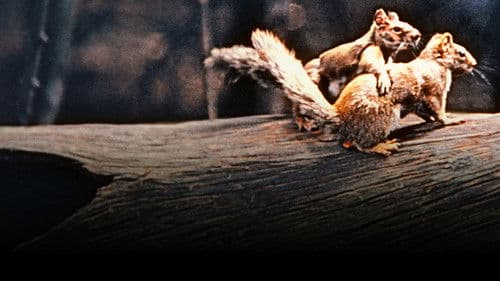 Perris Abenteuer Bild 4