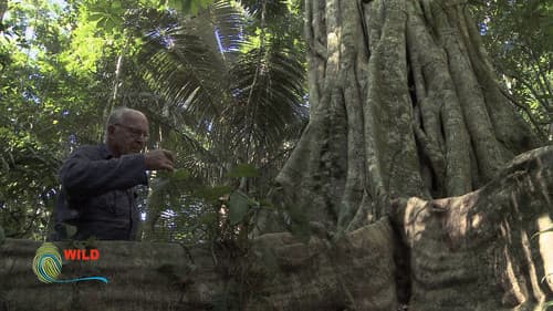 Botanist Francis Hallé Explains... Bild 5