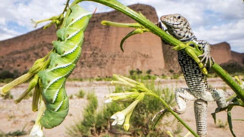 Unser grüner Planet Bild 4