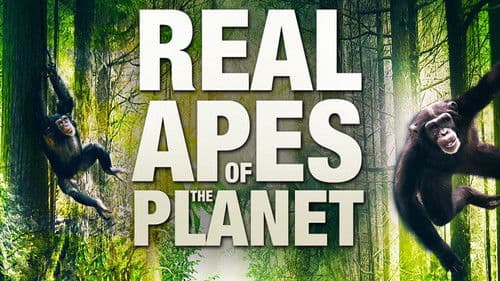 The Real Apes of the Planet Bild 1