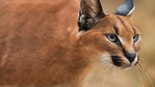 Wild Little Cats Bild 3