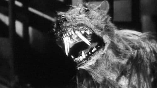 Die Nacht der unheimlichen Bestien Bild 5