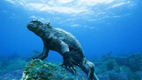 Galapagos 3D: Nature's Wonderland Bild 1