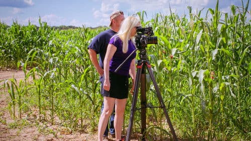 Fields of Gold Bild 1