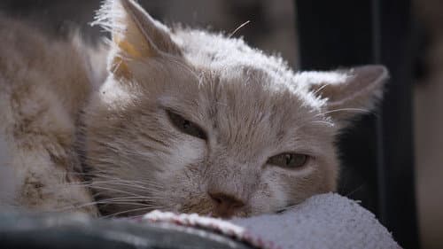 Per Amore Dei Gatti Bild 1