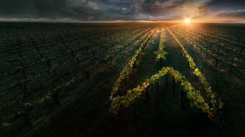 Star Trek: Picard Bild 4