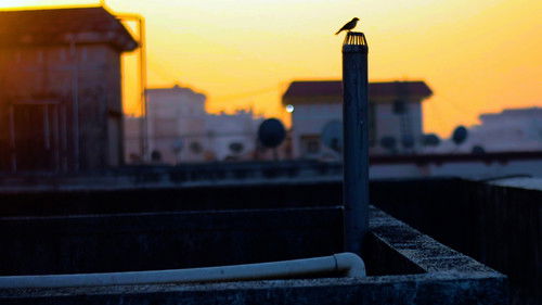 Just Like A Bird Bild 2